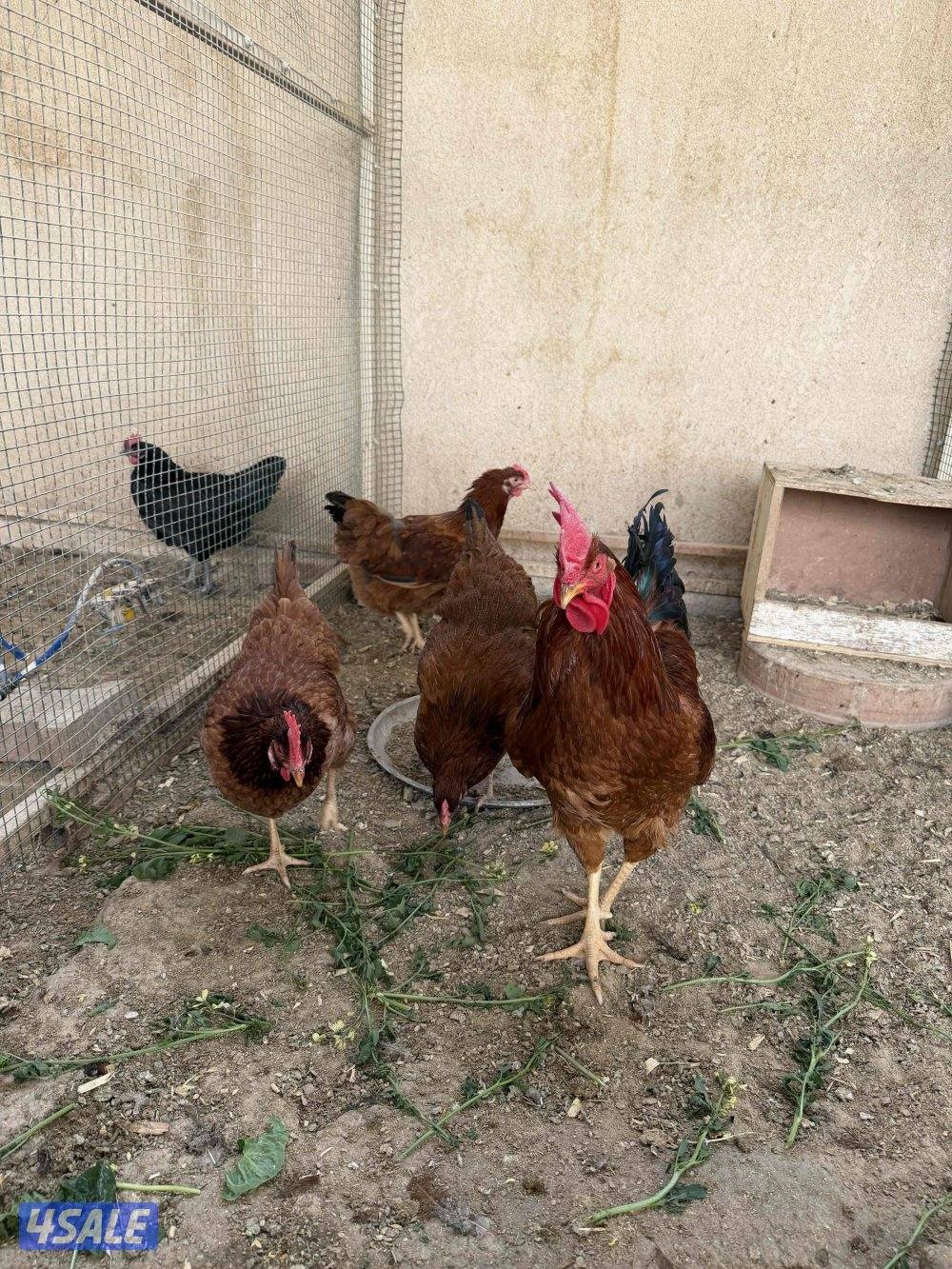 طبقين بيض مخلط3