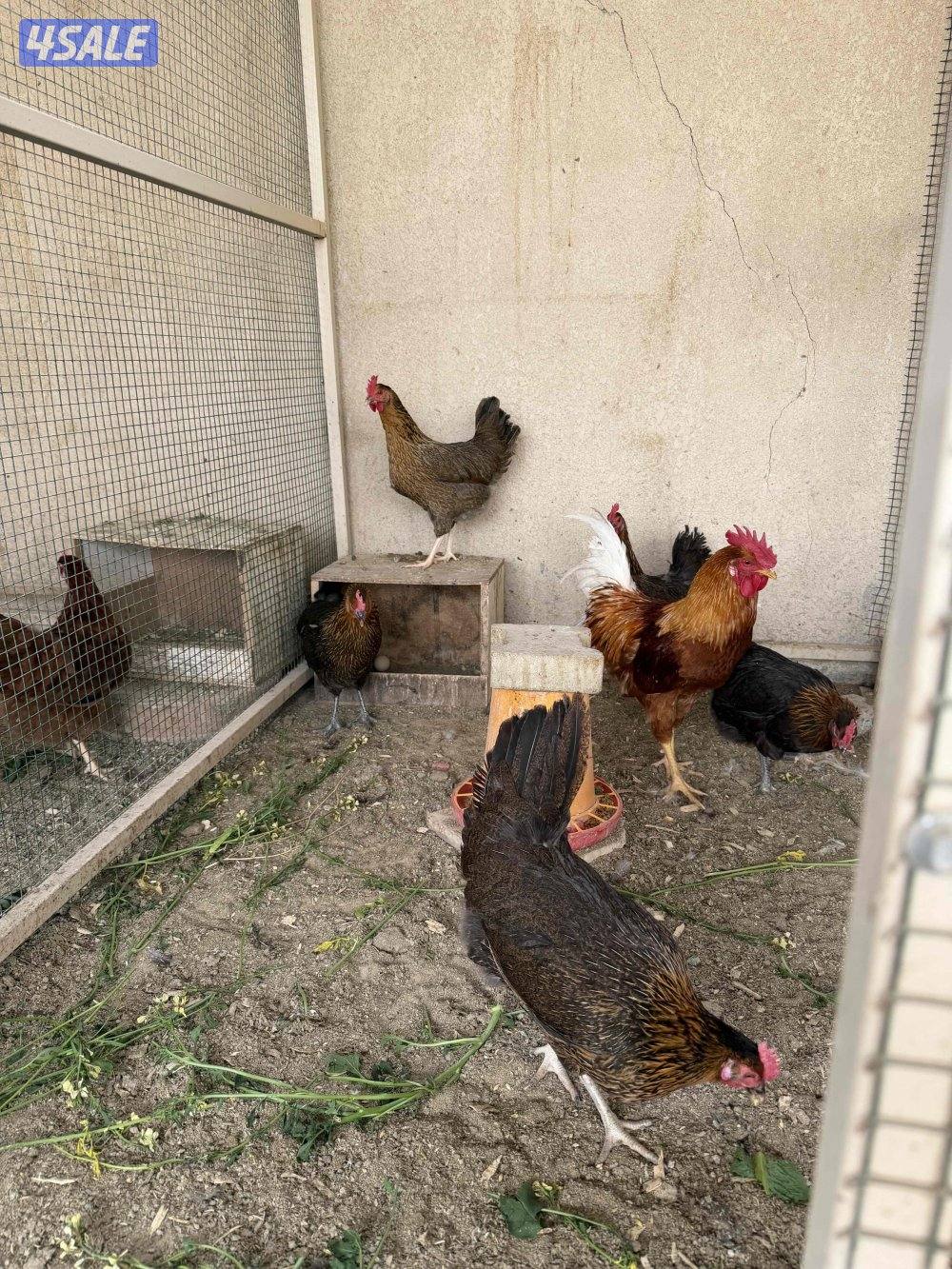 طبقين بيض مخلط5