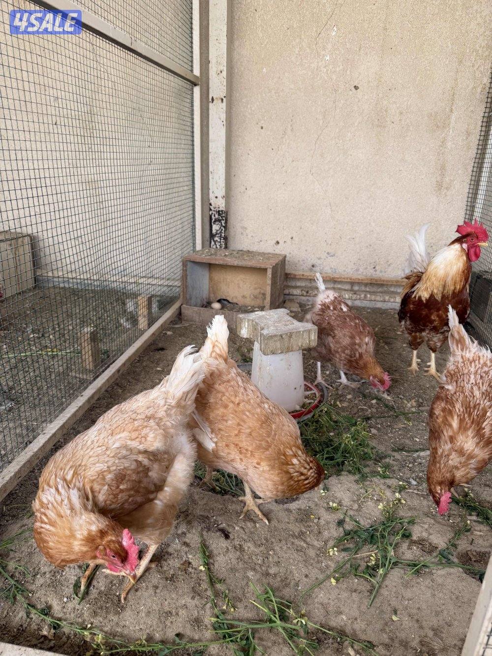 طبقين بيض مخلط6