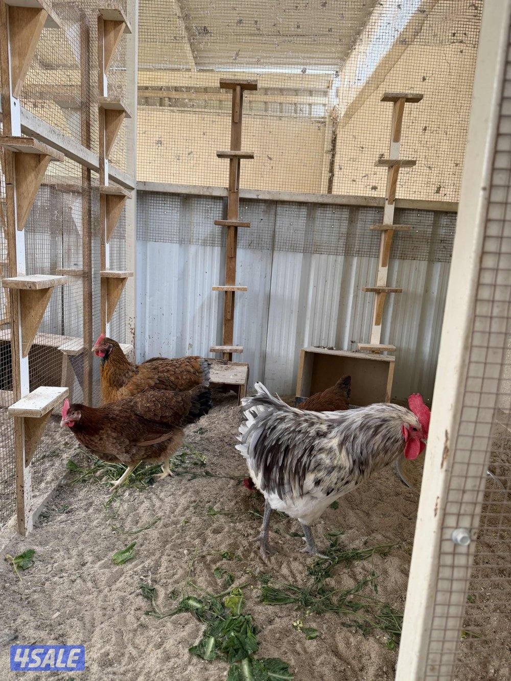 طبقين بيض مخلط7