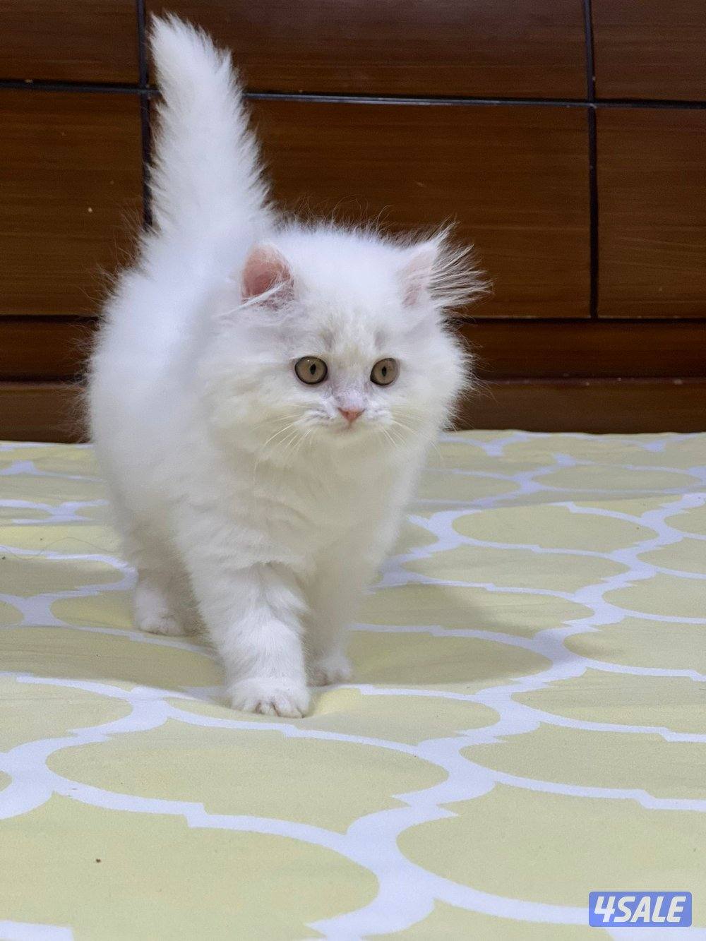 كيتن هولندي مون فيس بيور0