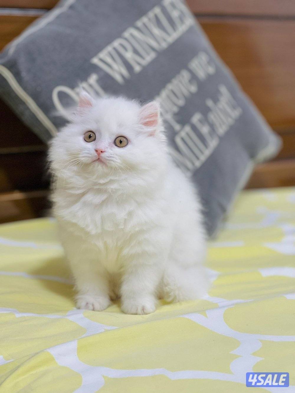 كيتن هولندي مون فيس بيور1