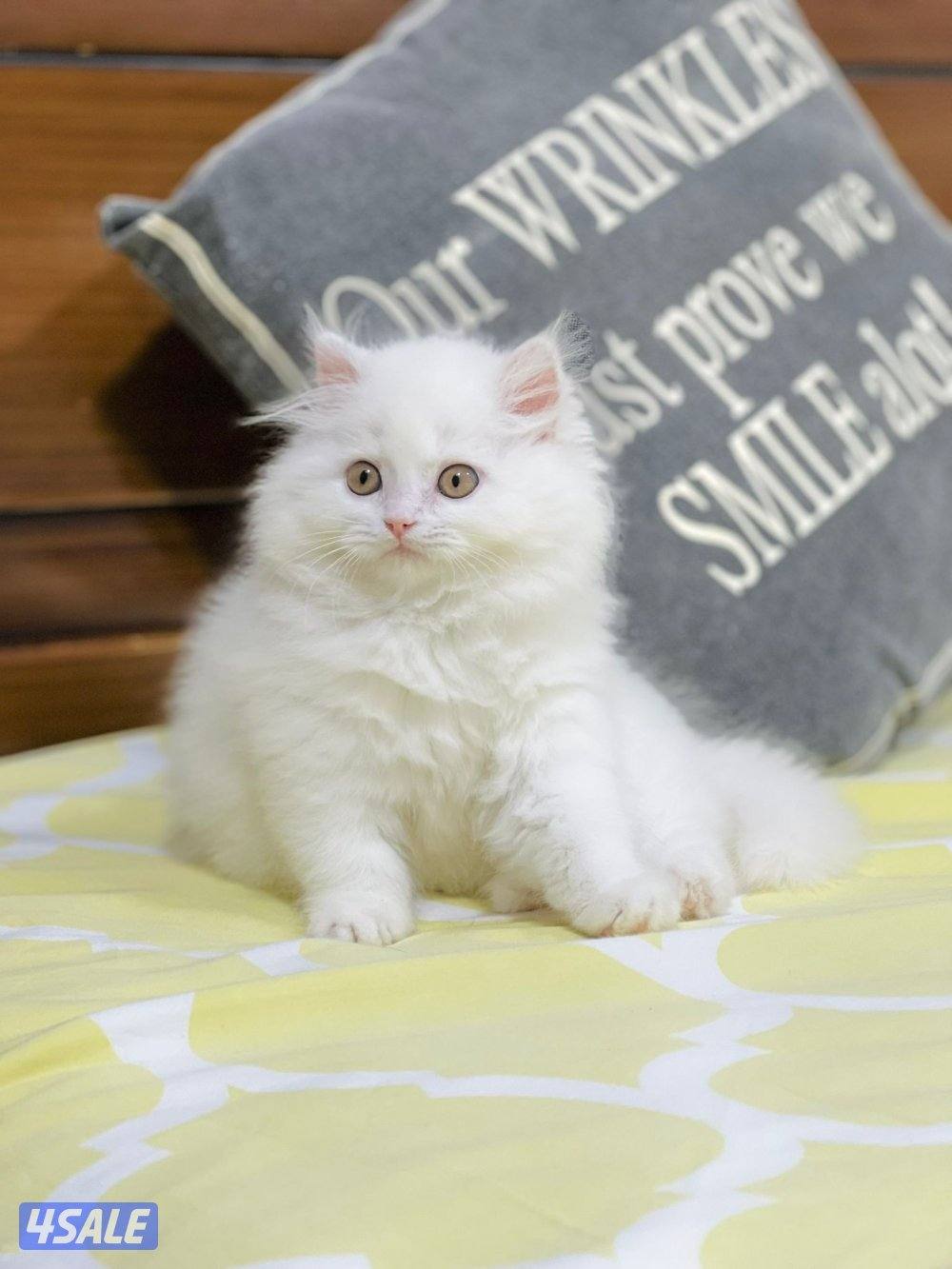 كيتن هولندي مون فيس بيور2