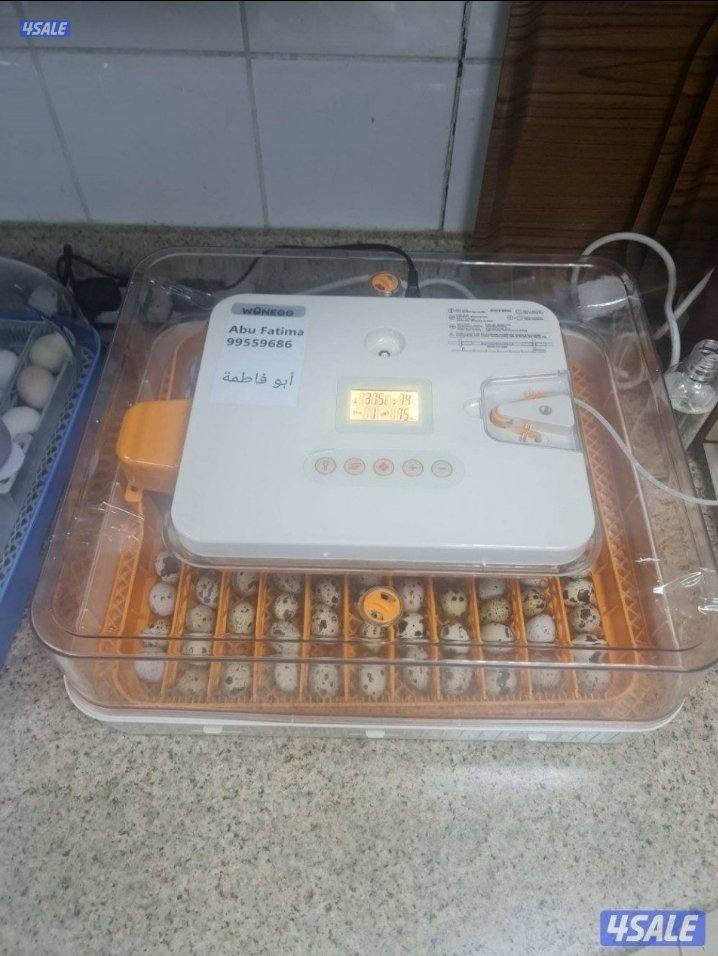 🔥الفقاصه الشقرديه🔥1