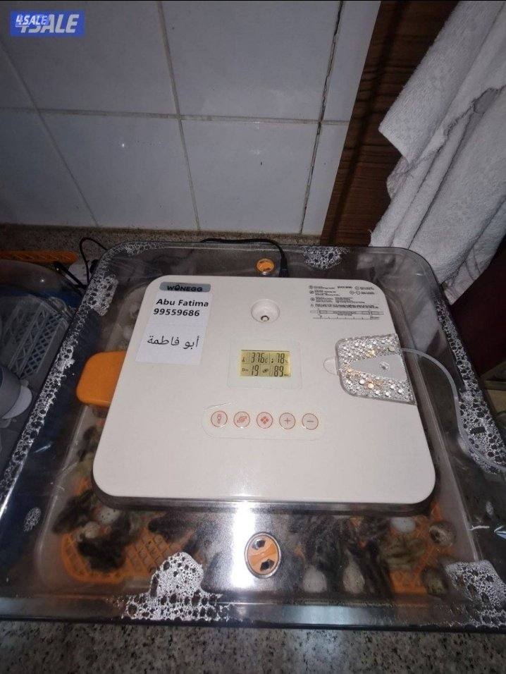 🔥الفقاصه الشقرديه🔥2