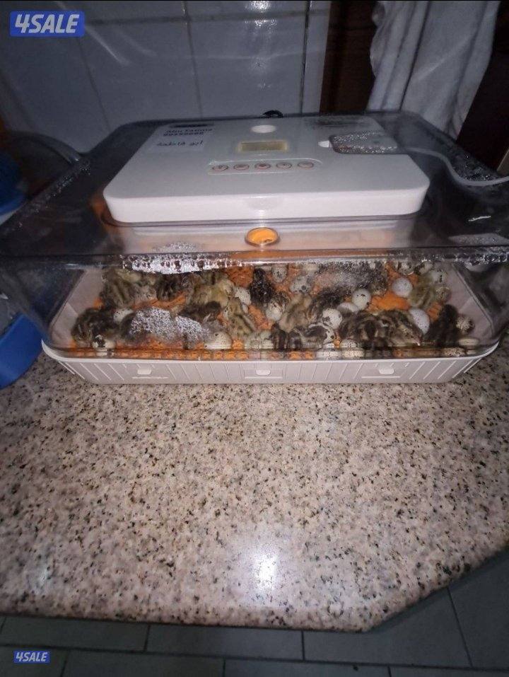 🔥الفقاصه الشقرديه🔥3