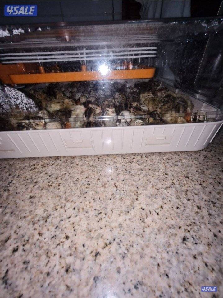 🔥الفقاصه الشقرديه🔥4