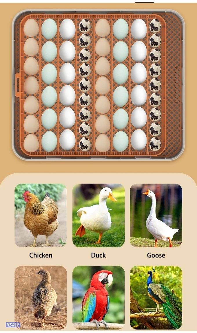 🔥الفقاصه الشقرديه🔥5