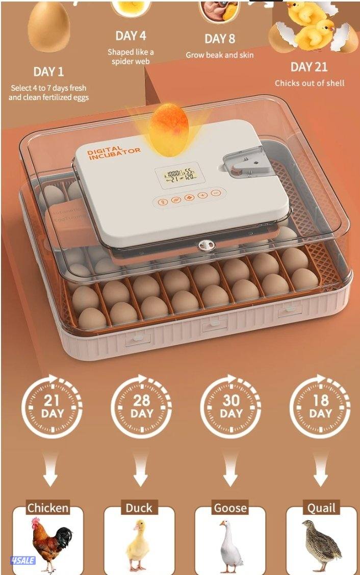 🔥الفقاصه الشقرديه🔥6