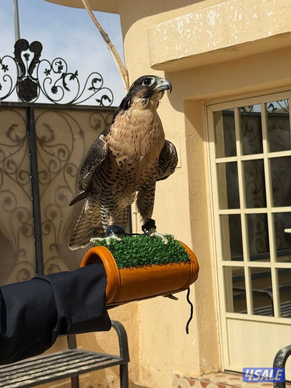 بيعه سريعه جير شاهين0