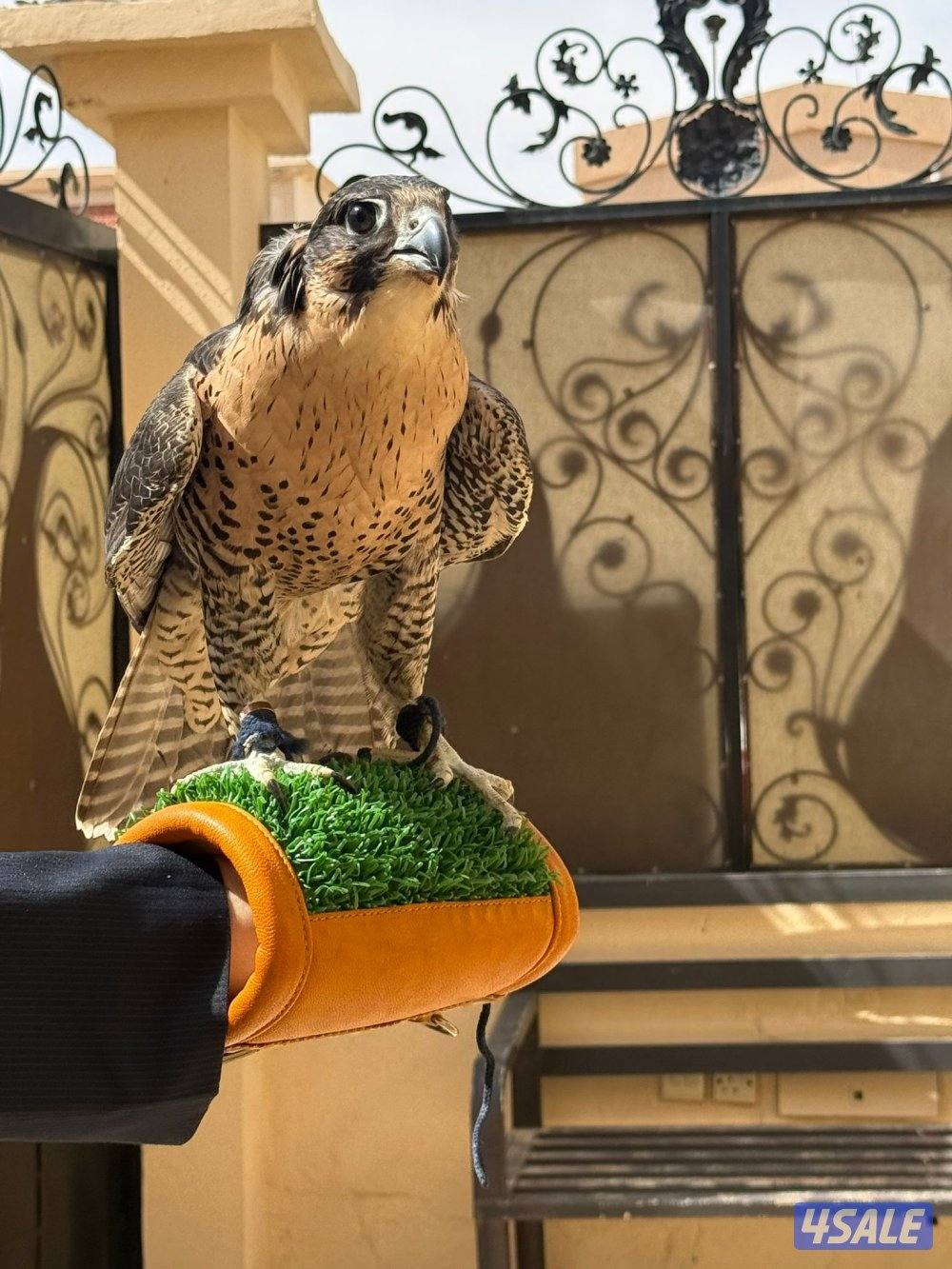 بيعه سريعه جير شاهين1