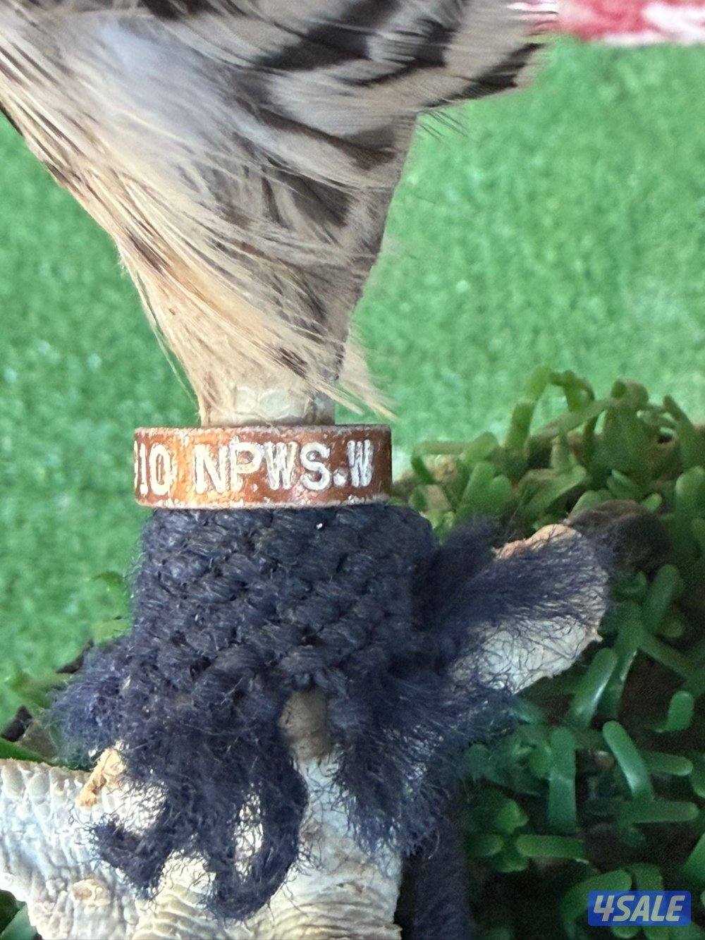 بيعه سريعه جير شاهين2