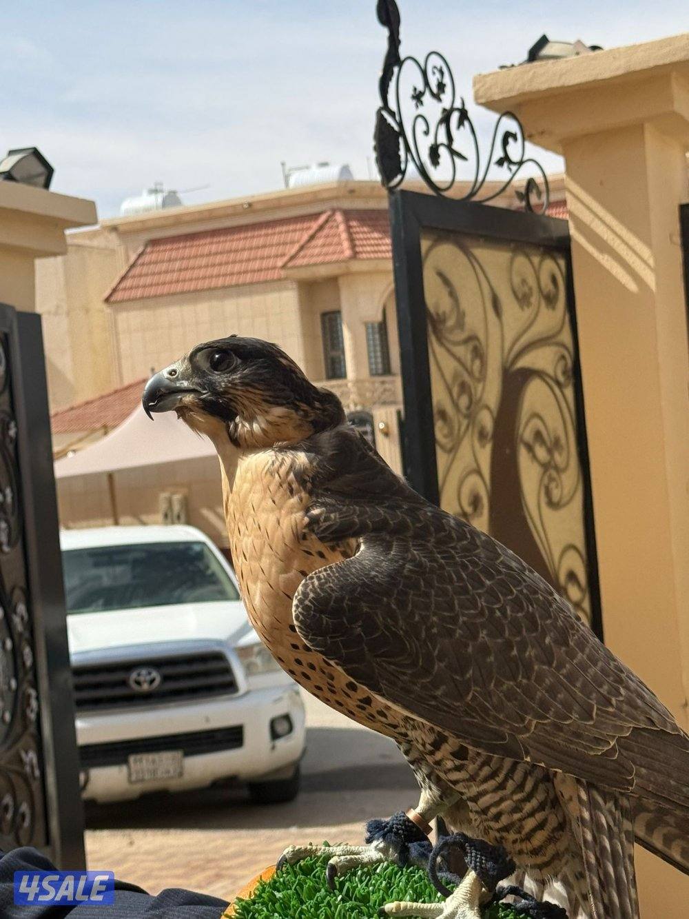 بيعه سريعه جير شاهين3