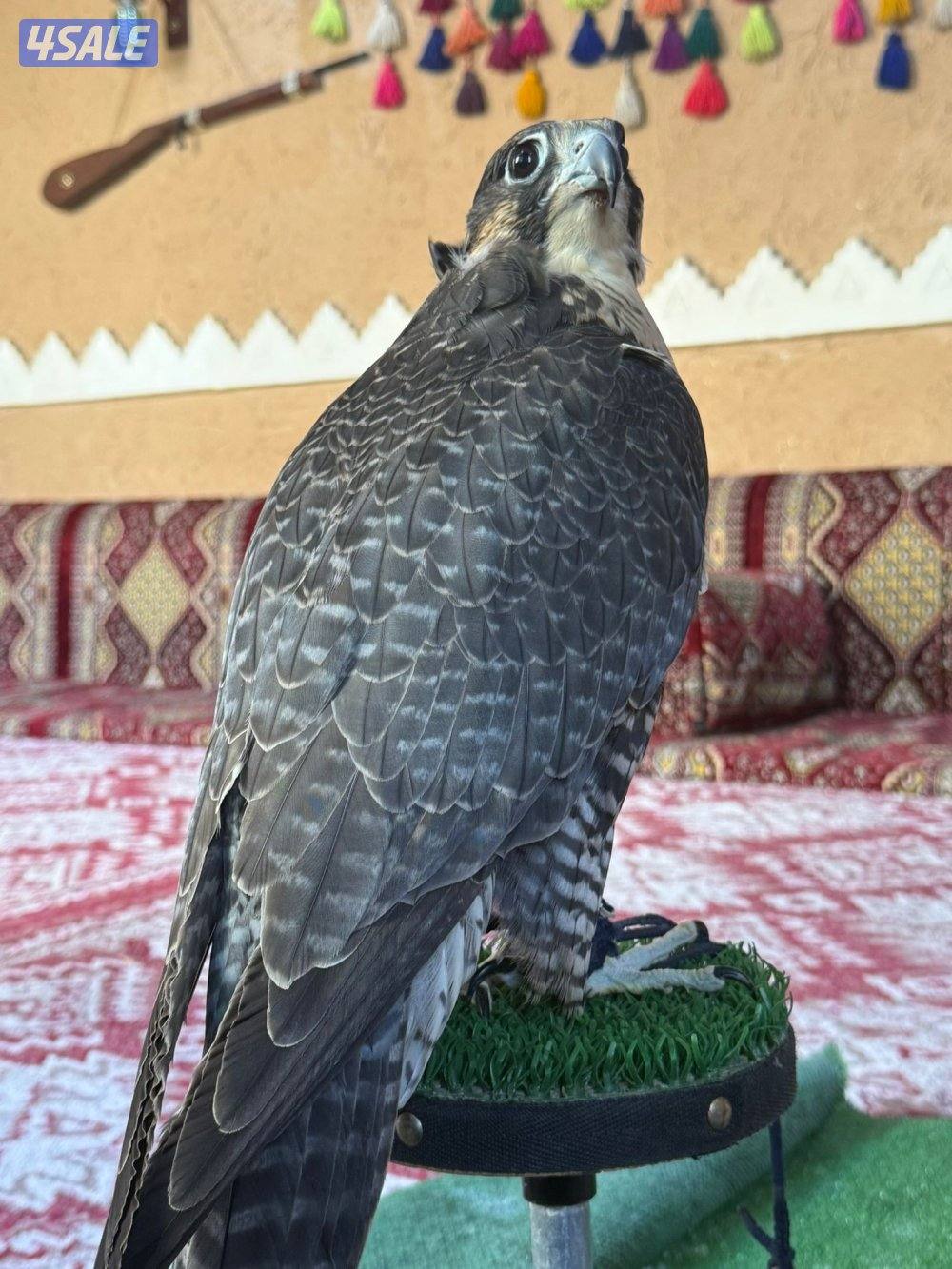 بيعه سريعه جير شاهين4