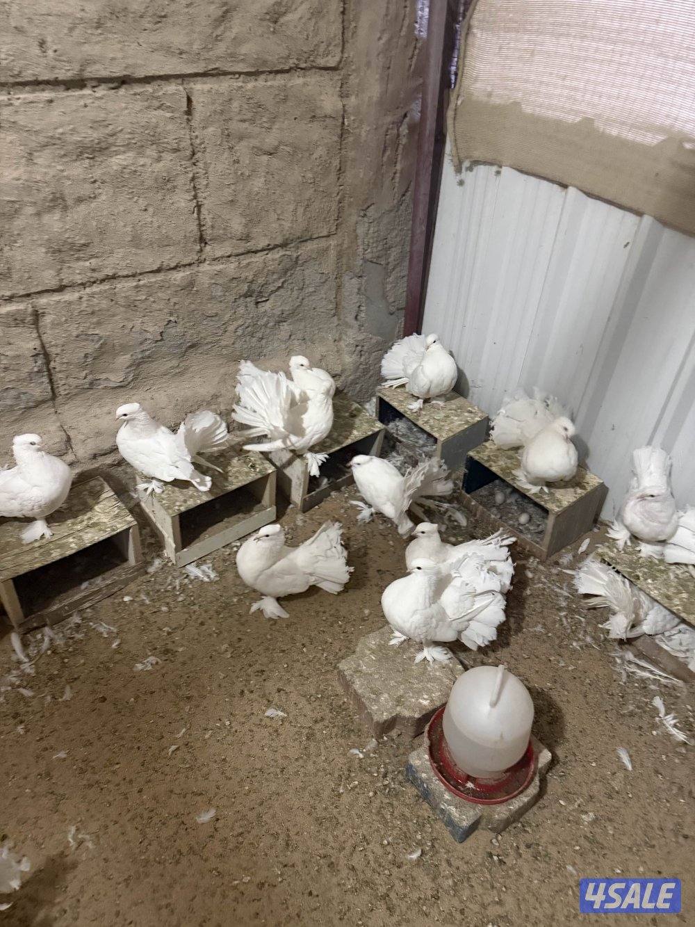 للبيع شماسي بيض0