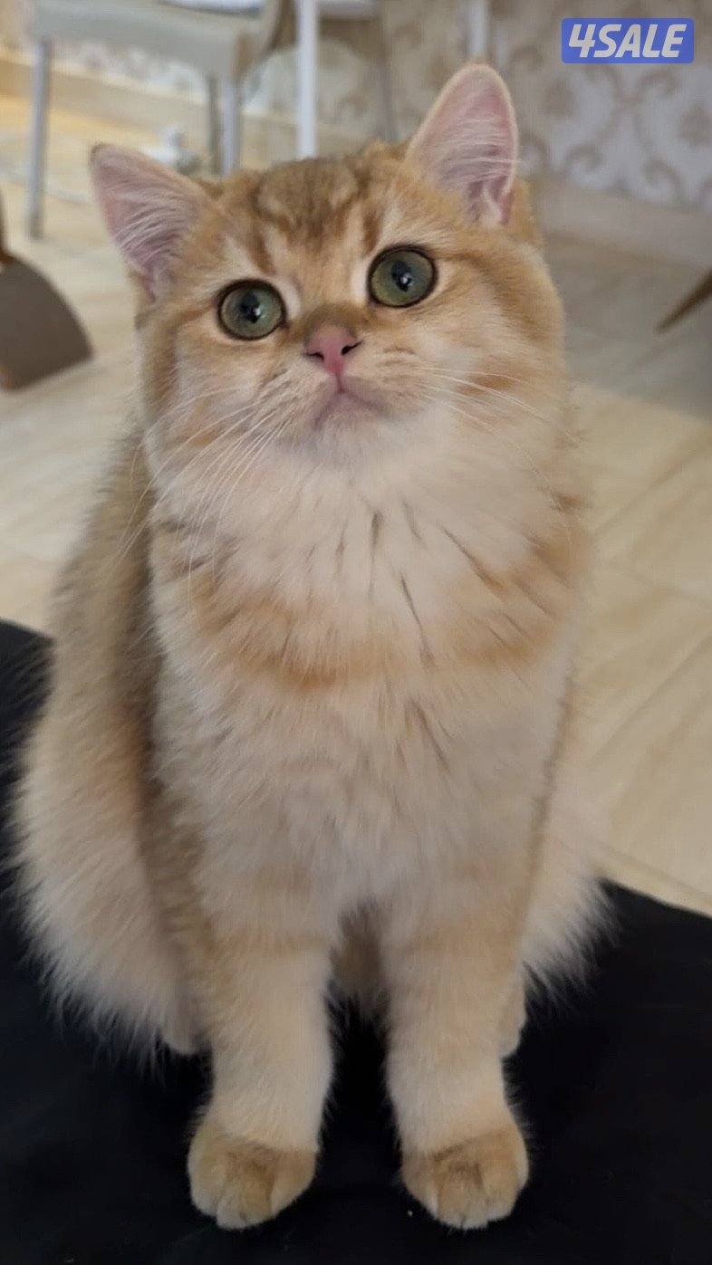 برتش قولد ny12 نثيه للبيع2