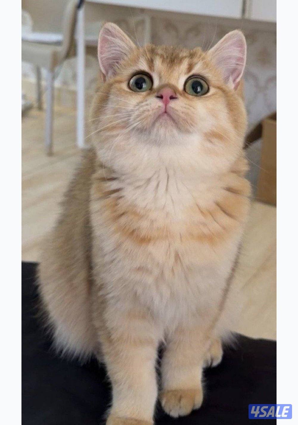 برتش قولد ny12 نثيه للبيع4