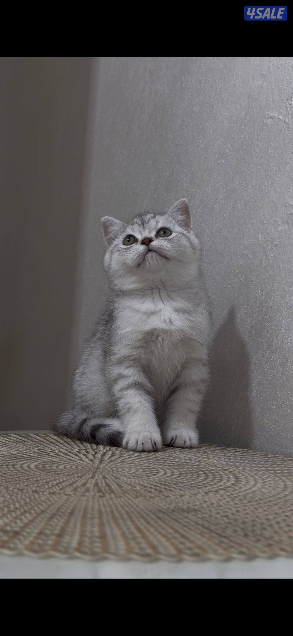 البيع قطط بريطانيه0