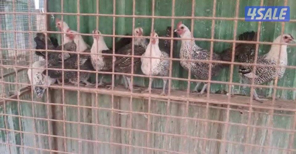 للبيع دجاج فيومي0