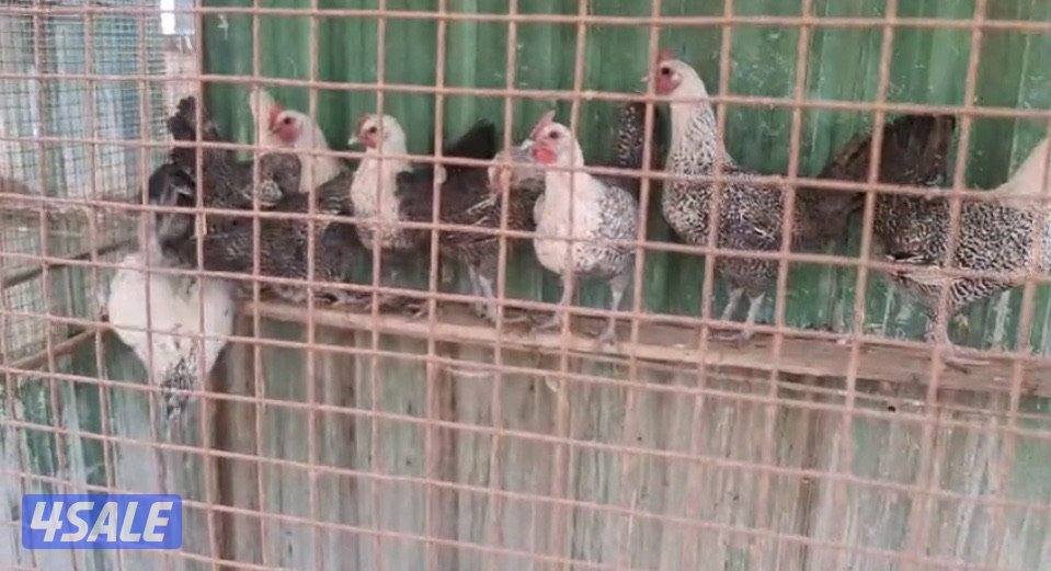 للبيع دجاج فيومي1
