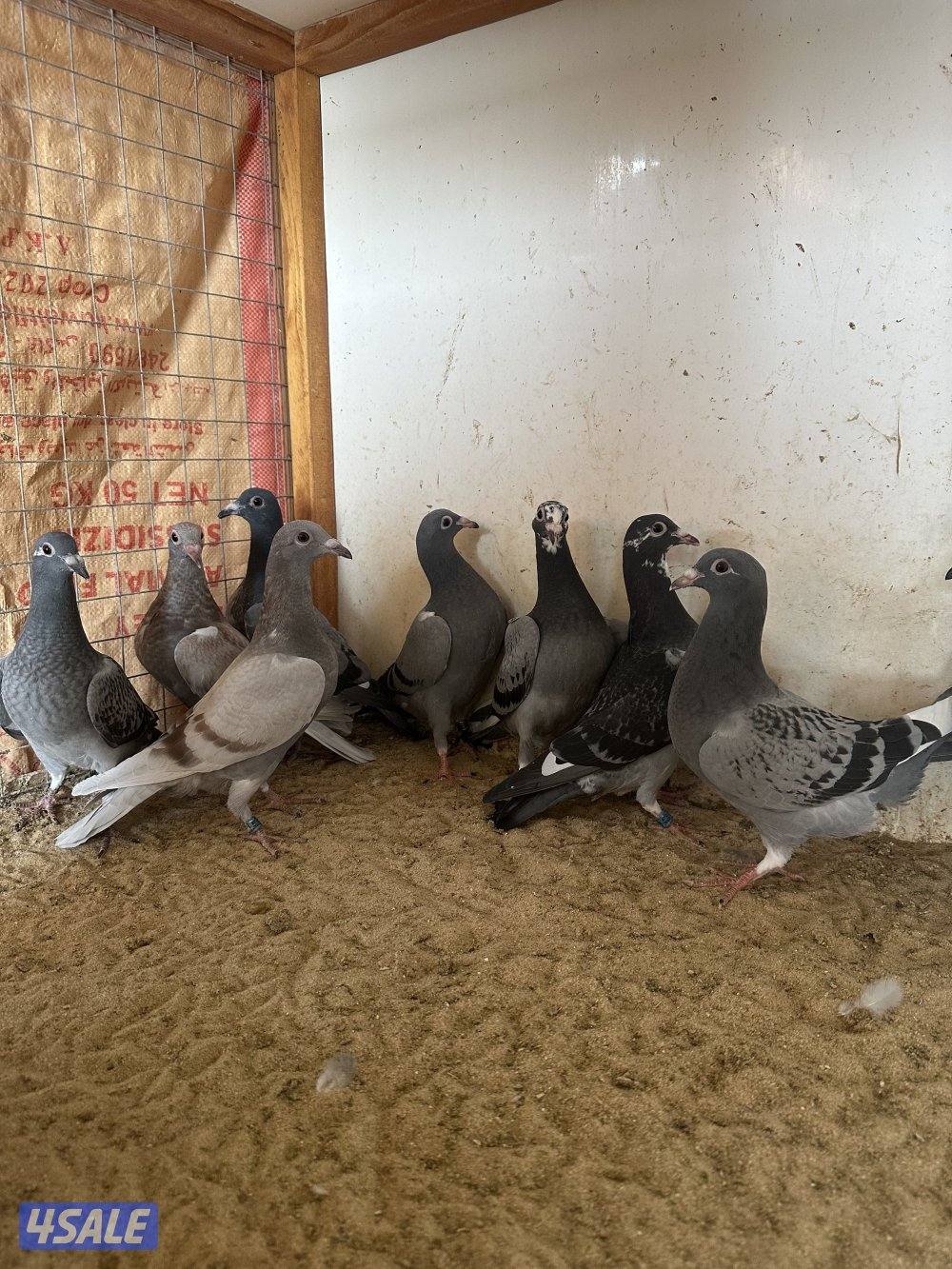 للبيع فروخ زاجل سباق1