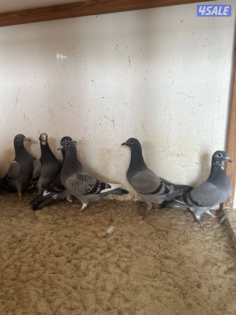 للبيع فروخ زاجل سباق3