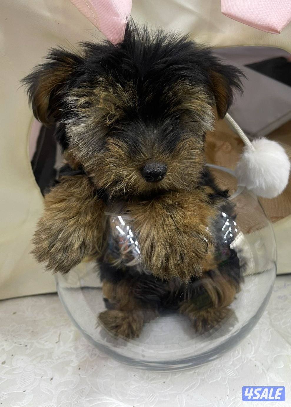 للبيع كلب لونق شاير تي كاب العمر اربع شهور ذكر الحجم المني ما يكبر0