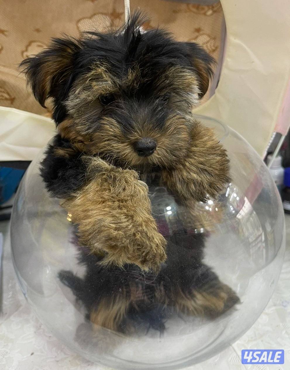 للبيع كلب لونق شاير تي كاب العمر اربع شهور ذكر الحجم المني ما يكبر1