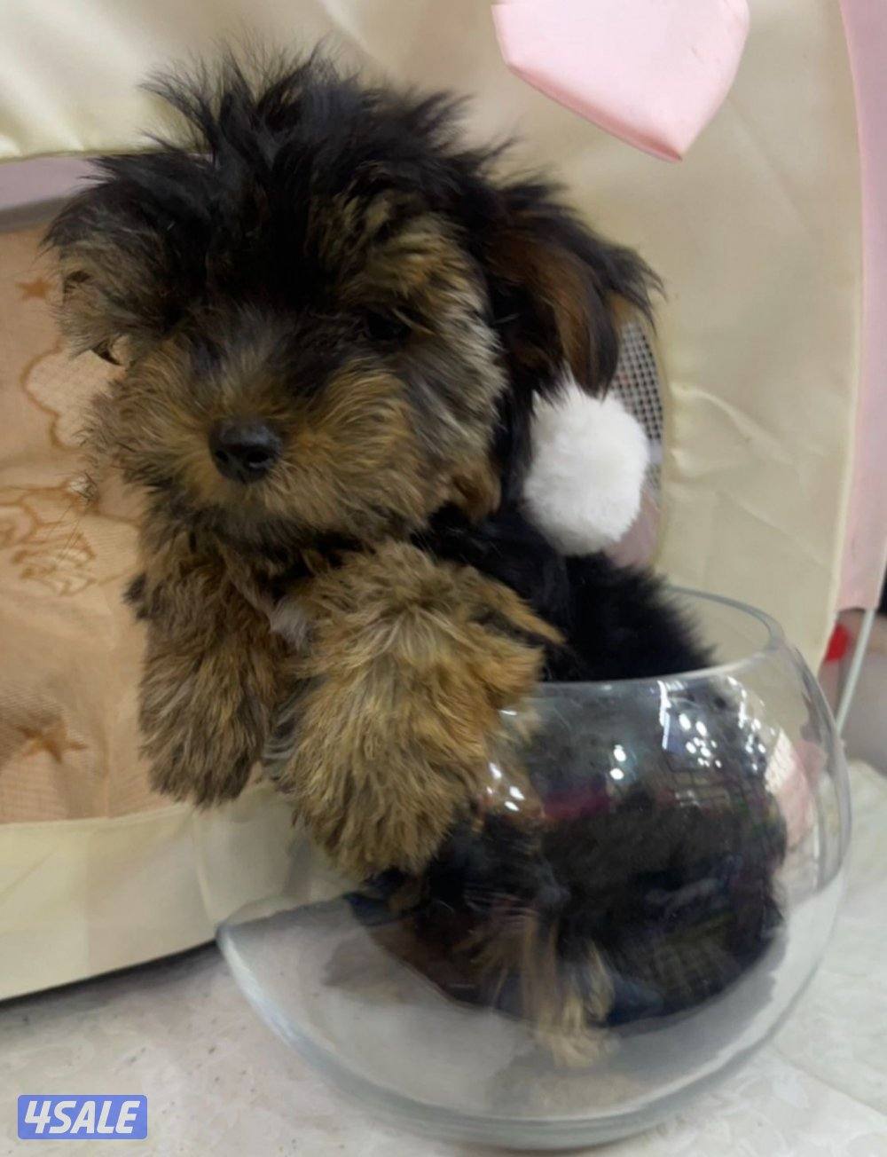 للبيع كلب لونق شاير تي كاب العمر اربع شهور ذكر الحجم المني ما يكبر2