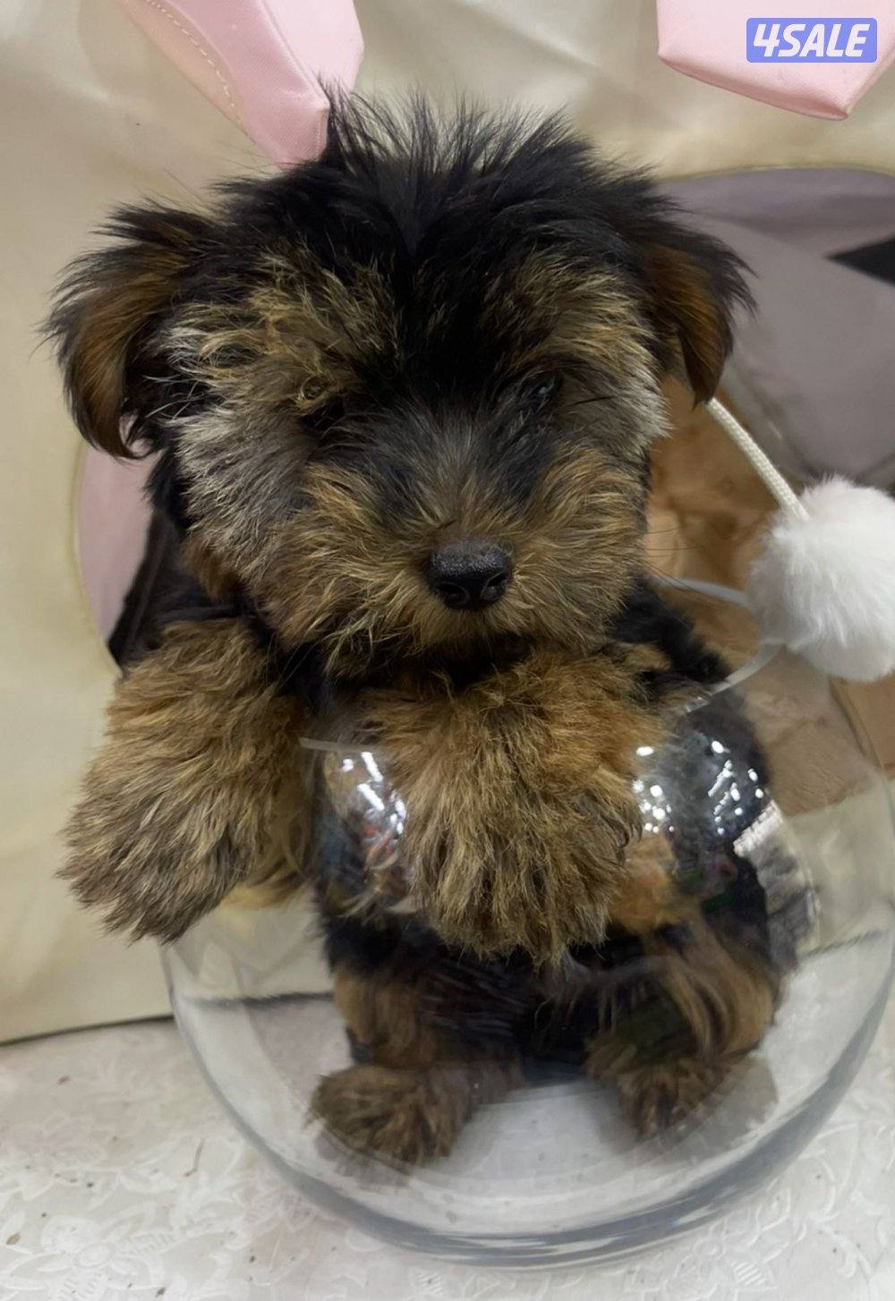 للبيع كلب لونق شاير تي كاب العمر اربع شهور ذكر الحجم المني ما يكبر4