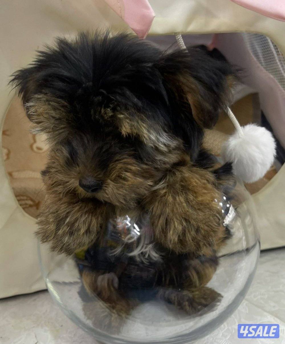 للبيع كلب لونق شاير تي كاب العمر اربع شهور ذكر الحجم المني ما يكبر8