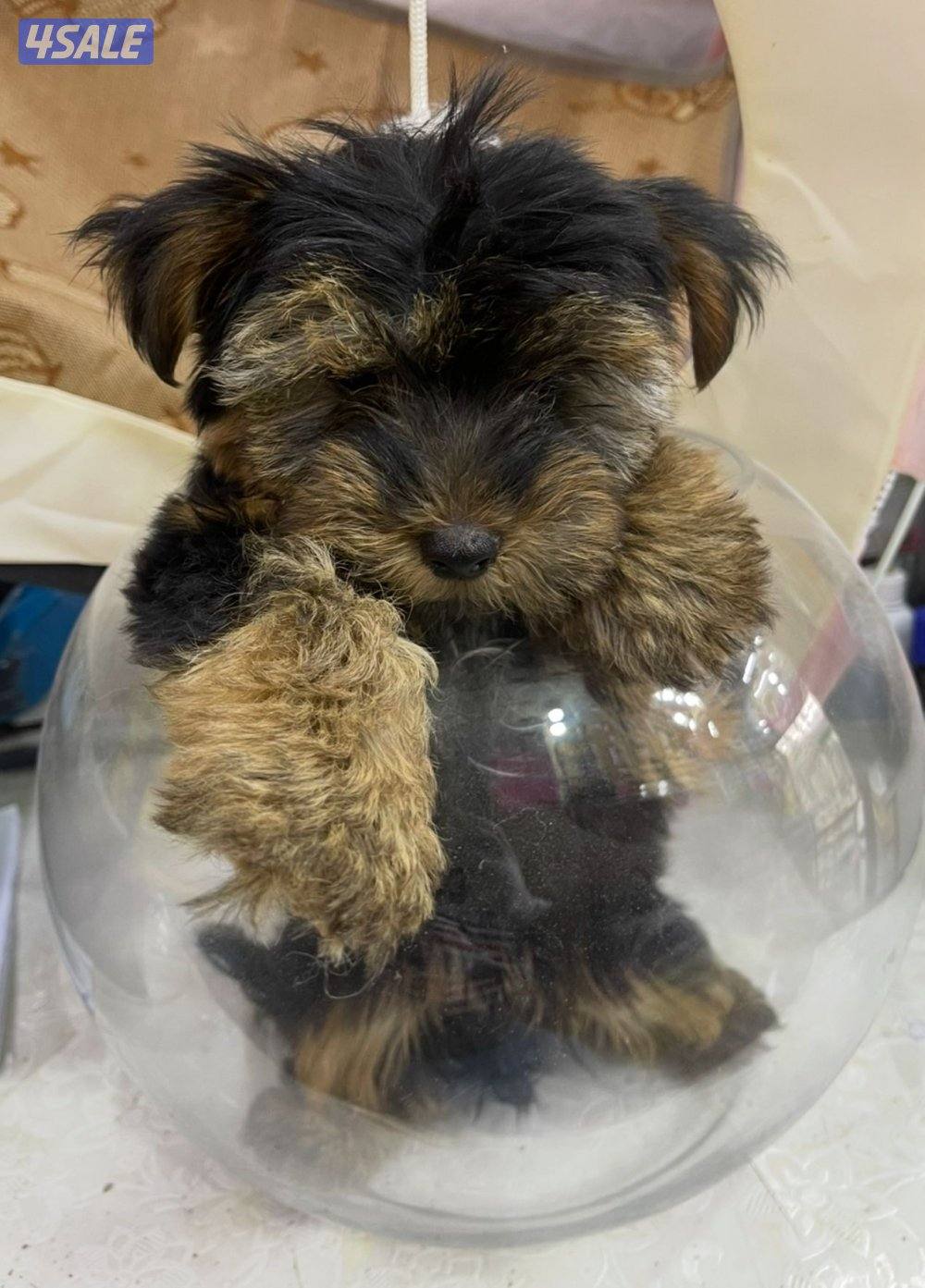 للبيع كلب لونق شاير تي كاب العمر اربع شهور ذكر الحجم المني ما يكبر9