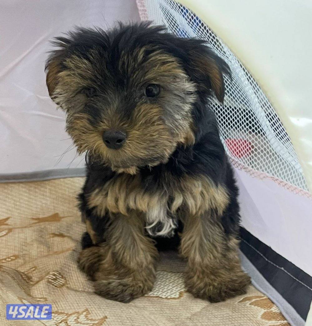 للبيع كلب لونق شاير تي كاب العمر اربع شهور ذكر الحجم المني ما يكبر11