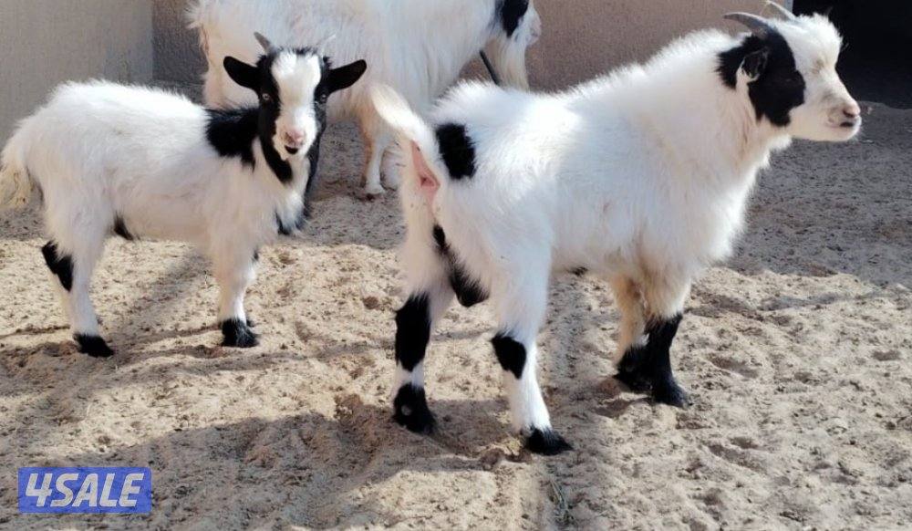 تيوس تشيكيه2