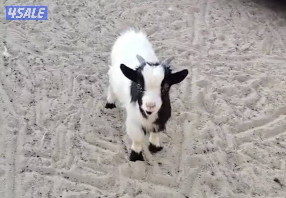 تيوس تشيكيه3