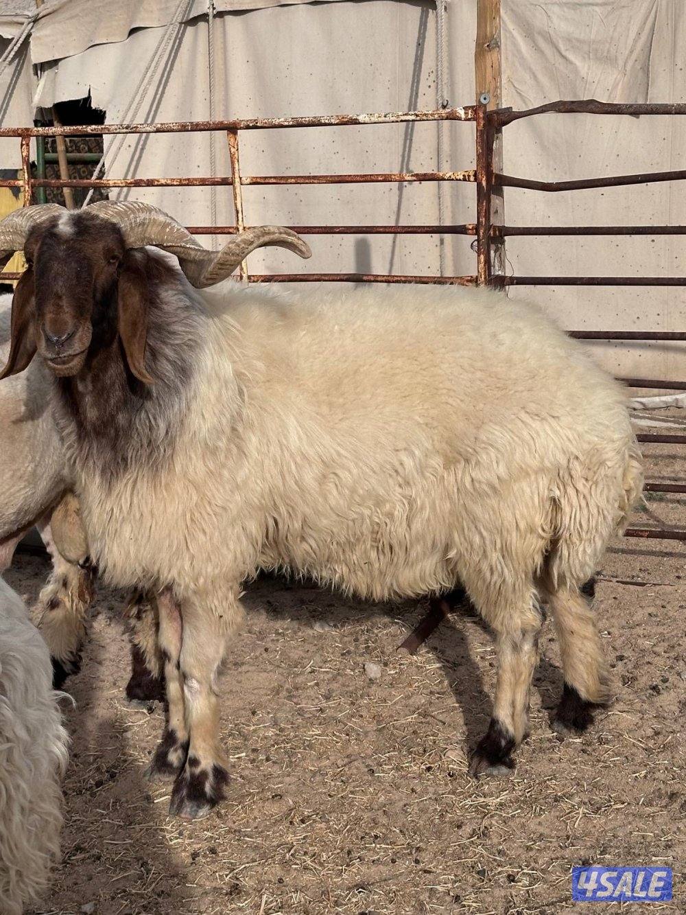 فحل سدس حار قريع هد شرط0