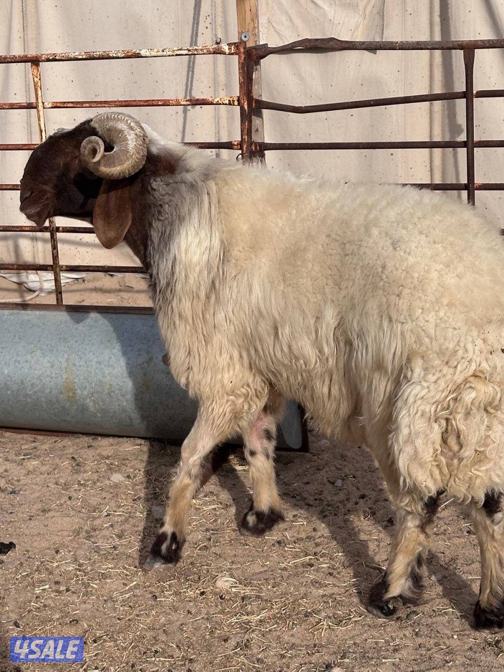 فحل سدس حار قريع هد شرط1