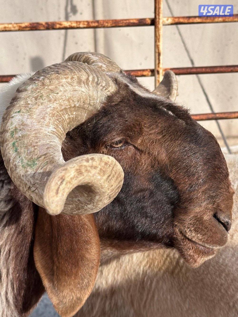 فحل سدس حار قريع هد شرط2