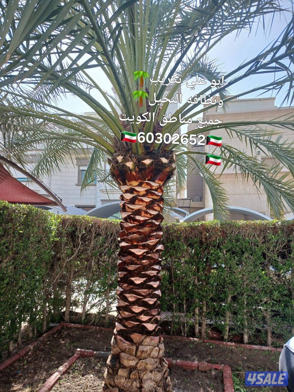 تلقيح النخيل 🌴 خبره 20 عام قص 🎄جميع الأشجار 🌲أسعار مغريه ابو علي 🌴11