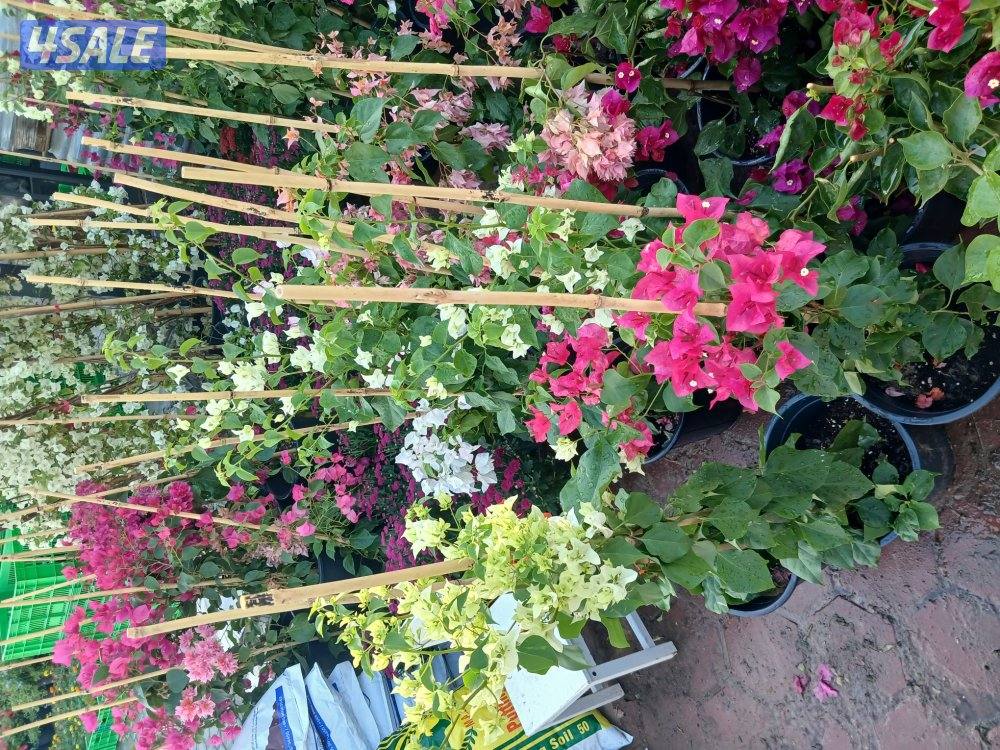 تلقيح النخيل 🌴 خبره 20 عام قص 🎄جميع الأشجار 🌲أسعار مغريه ابو علي 🌴12