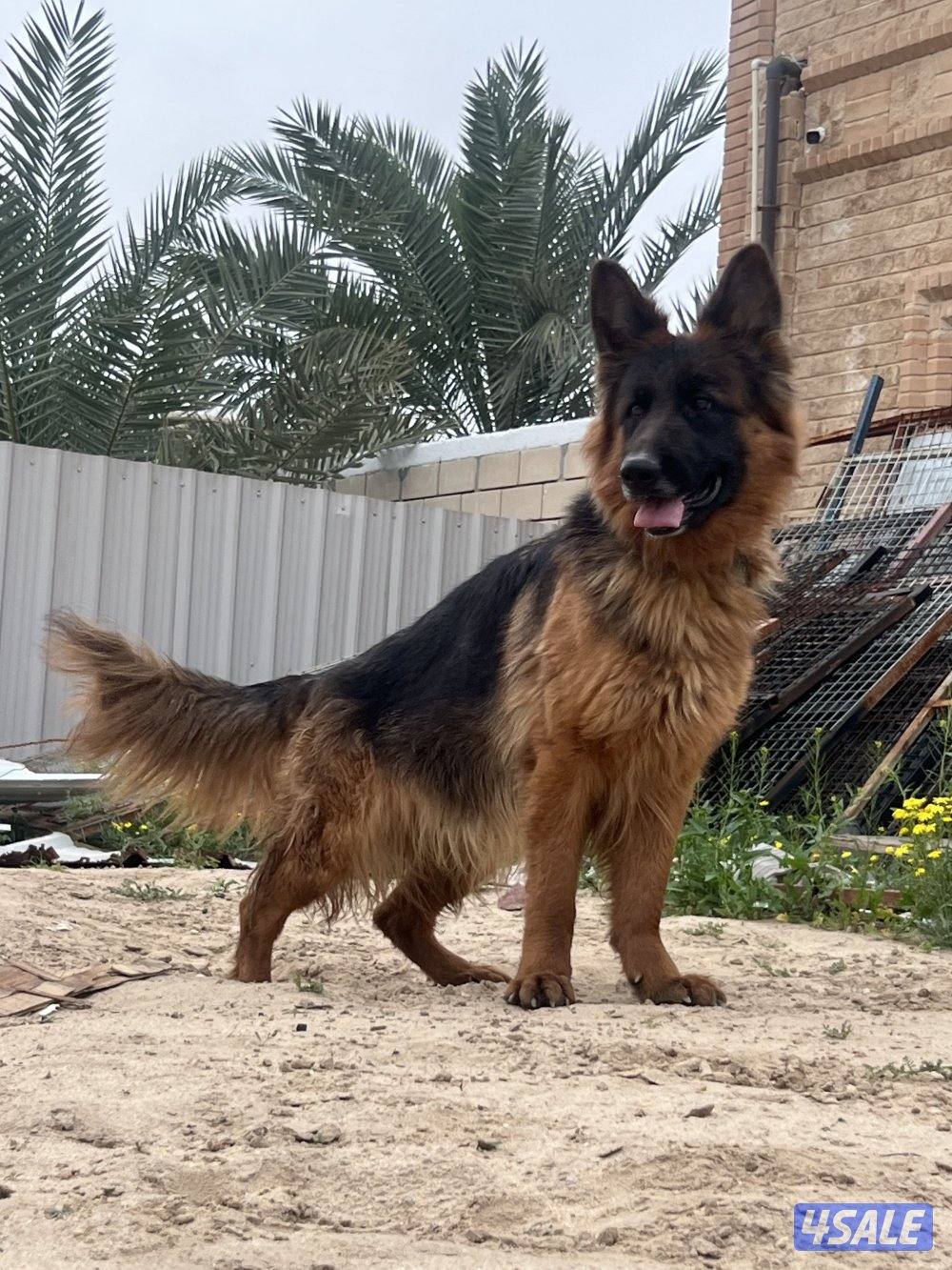 للبيع نثيه جيرمن لونق هير0