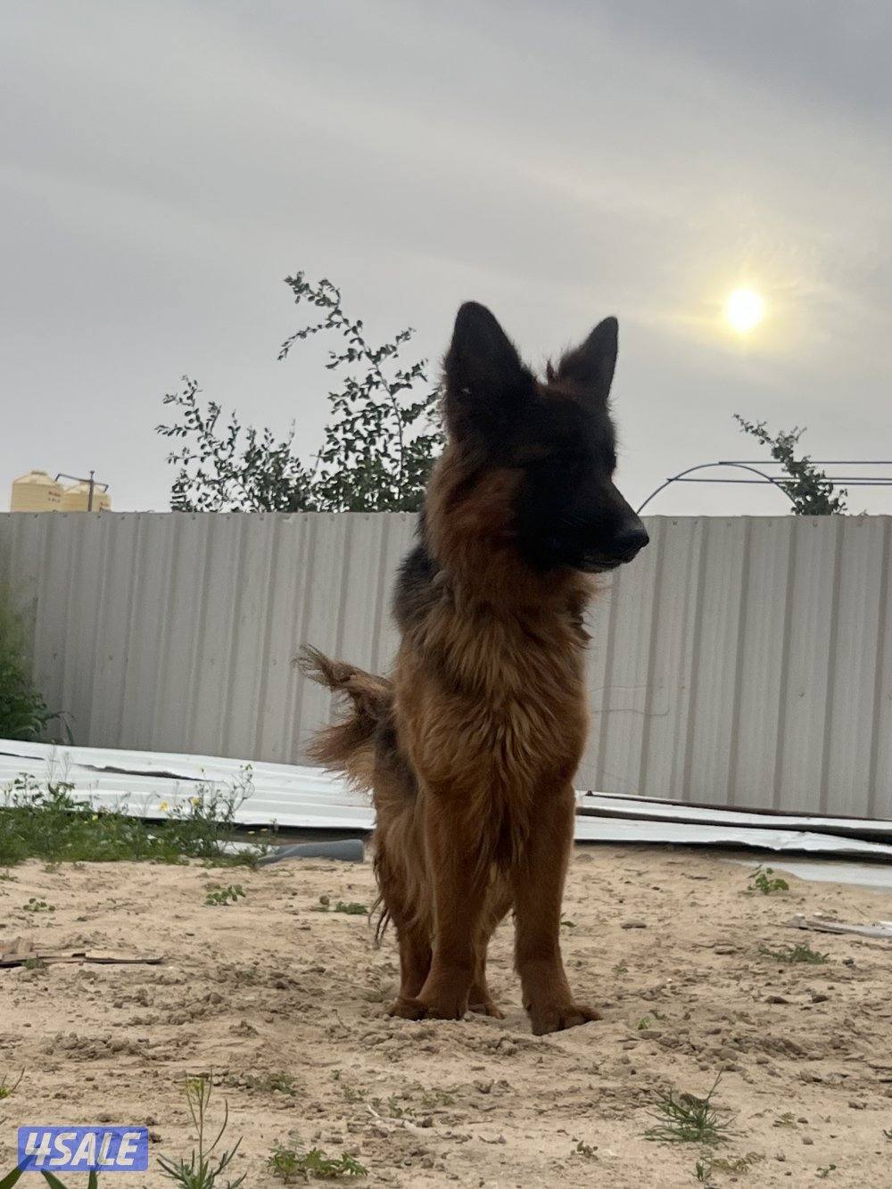 للبيع نثيه جيرمن لونق هير1