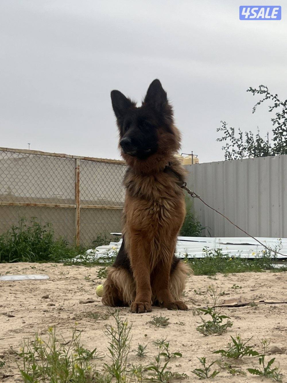 للبيع نثيه جيرمن لونق هير2