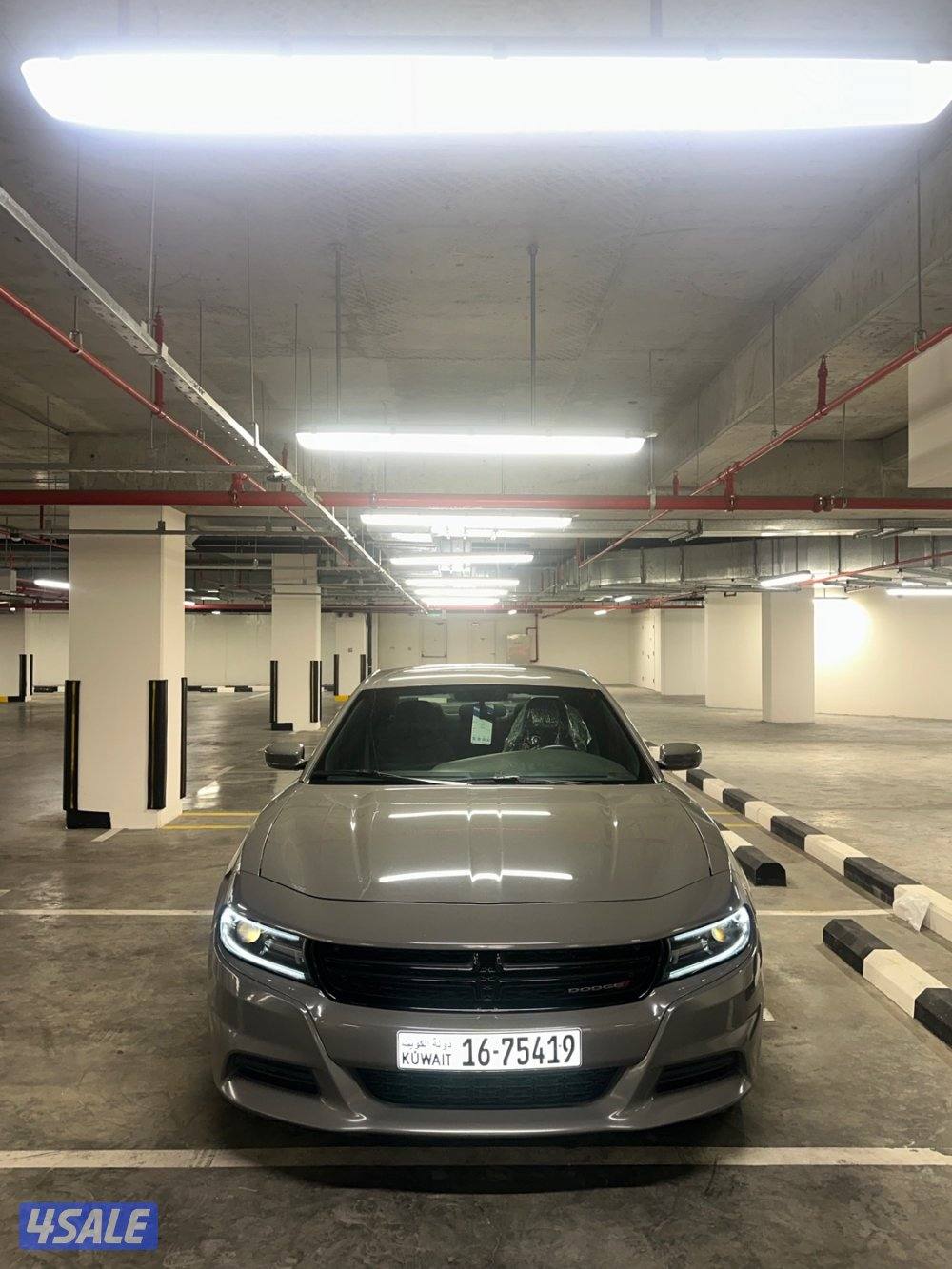 للبيع دوج صبغ الوكالة0