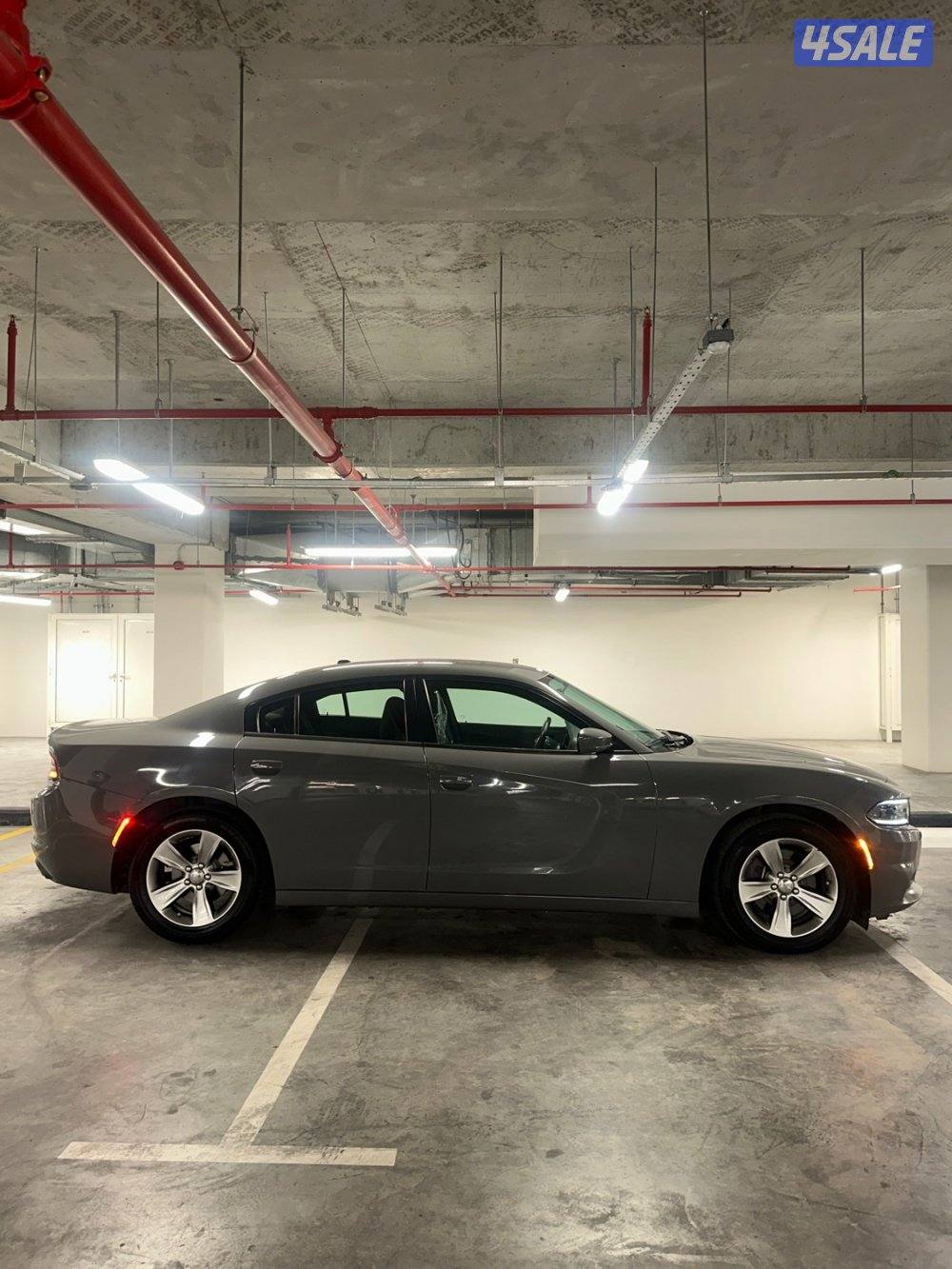 للبيع دوج صبغ الوكالة1