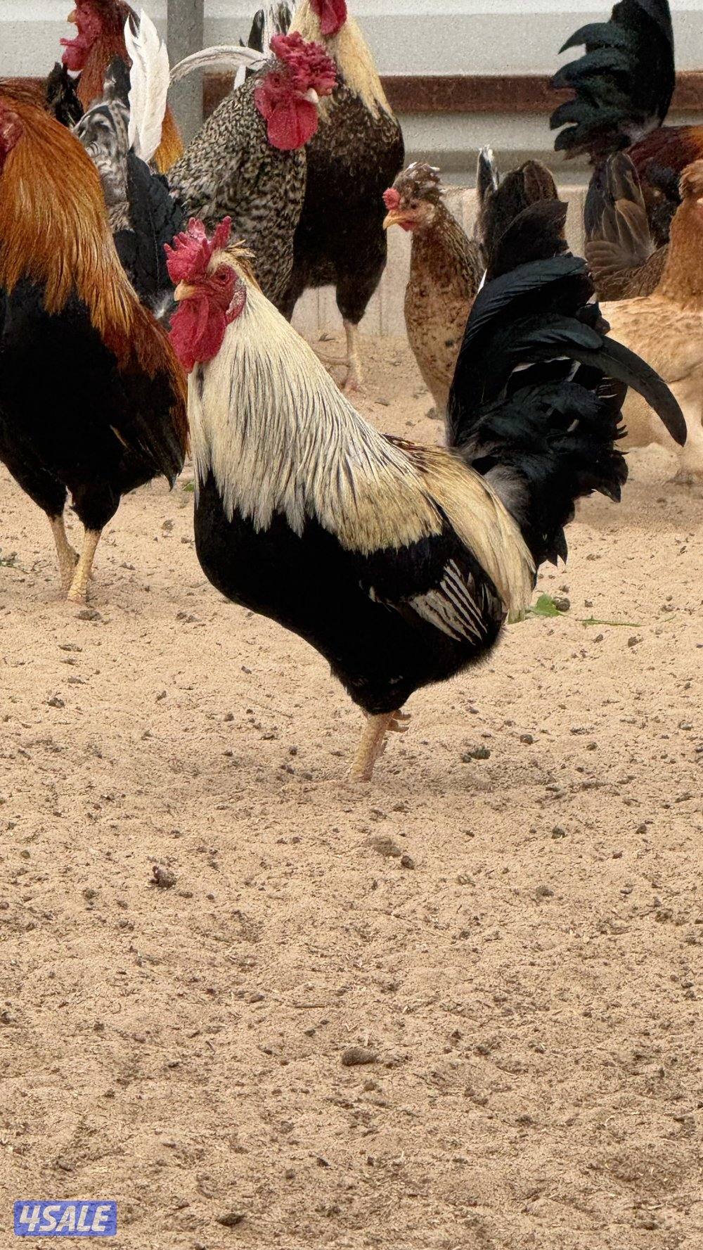 ‏للبيع دجاج عربي قديم0