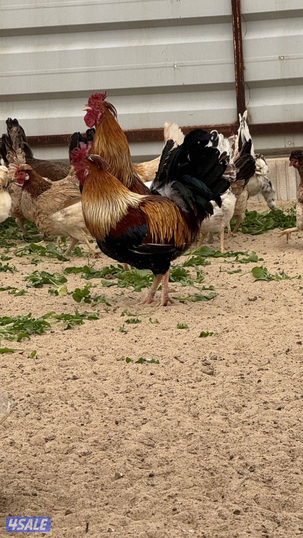 ‏للبيع دجاج عربي قديم1