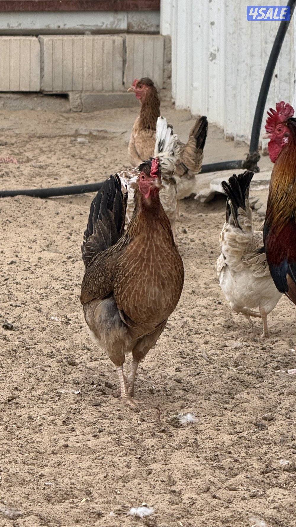 ‏للبيع دجاج عربي قديم3
