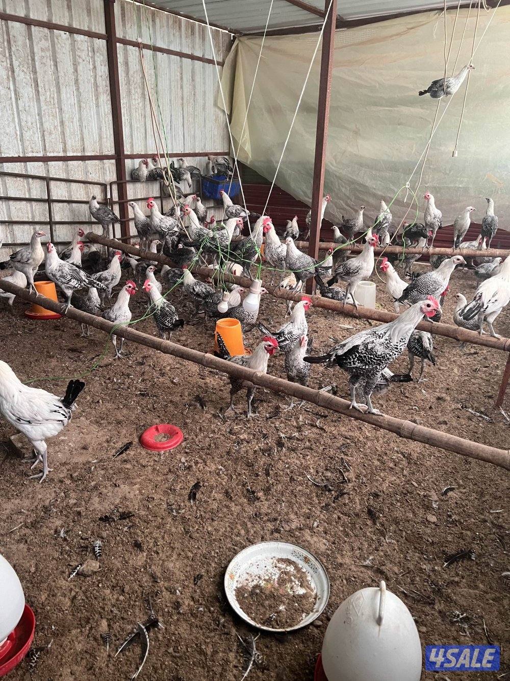 للبيع دجاج فيومي مزارع الوفره0