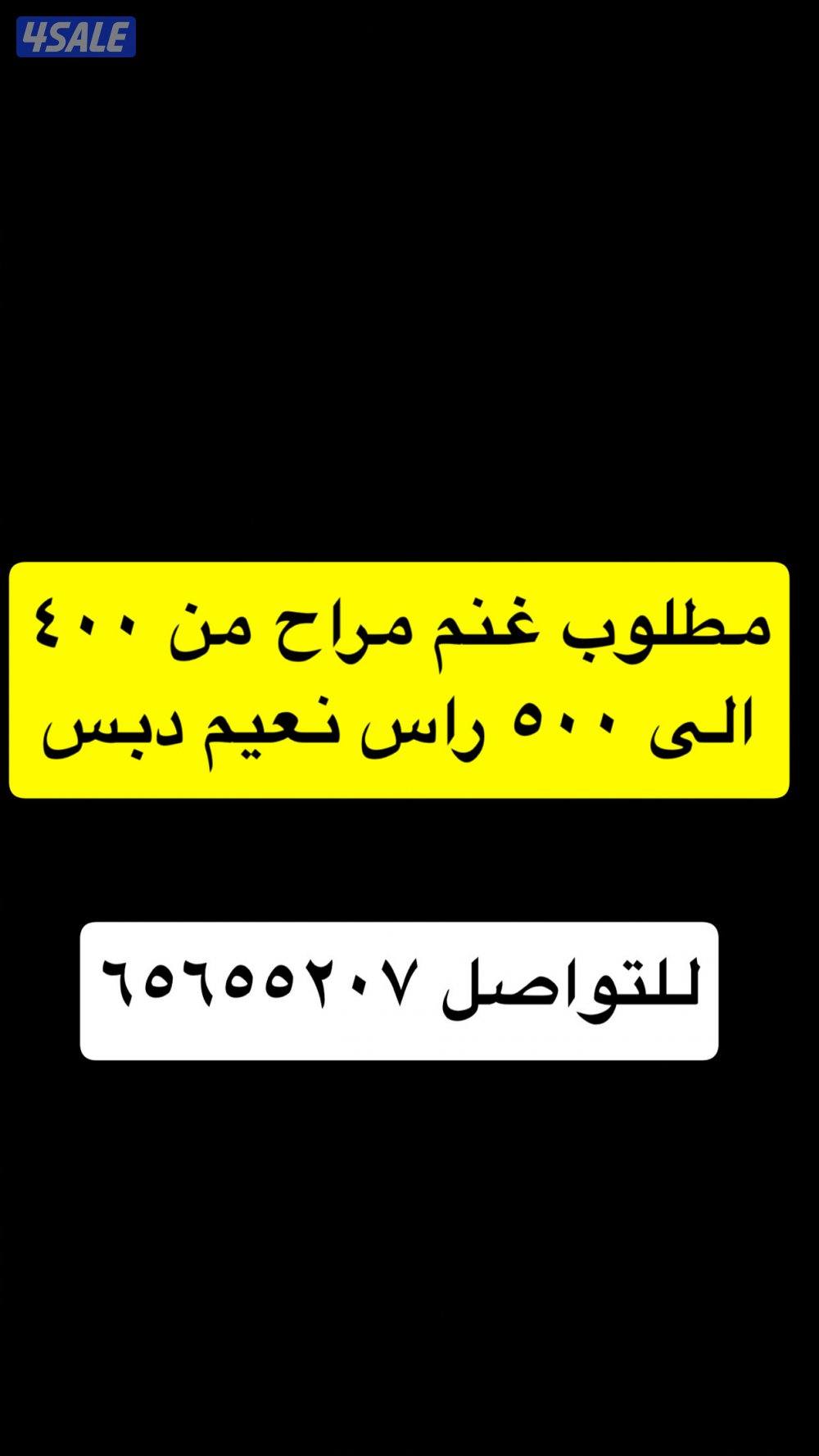 مطلوب غنم من ٤٠٠ الى ٥٠٠ راس نعيم0